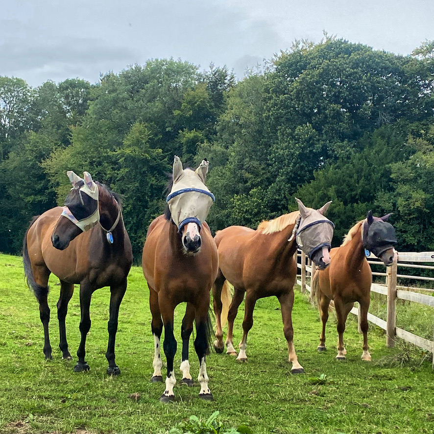 Pensions chevaux — Haras de la Perellina